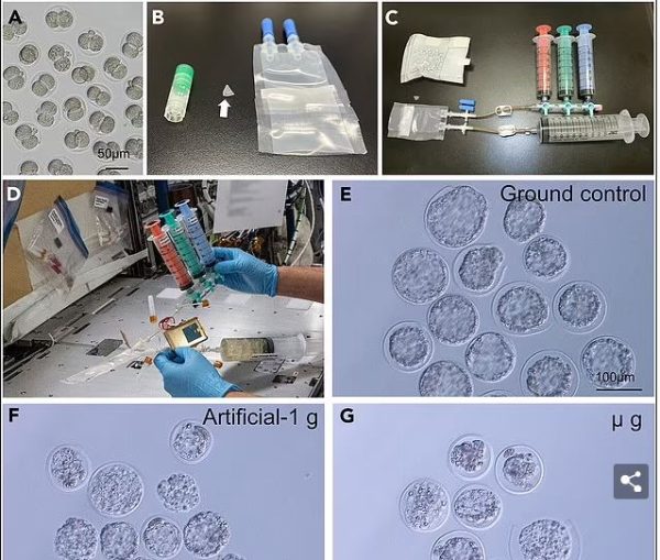 Οι ερευνητές έδωσαν στη δημοσιότητα μια σειρά από εικόνες του πειράματος (Teruhiko Wakayama/Yamanashi University)