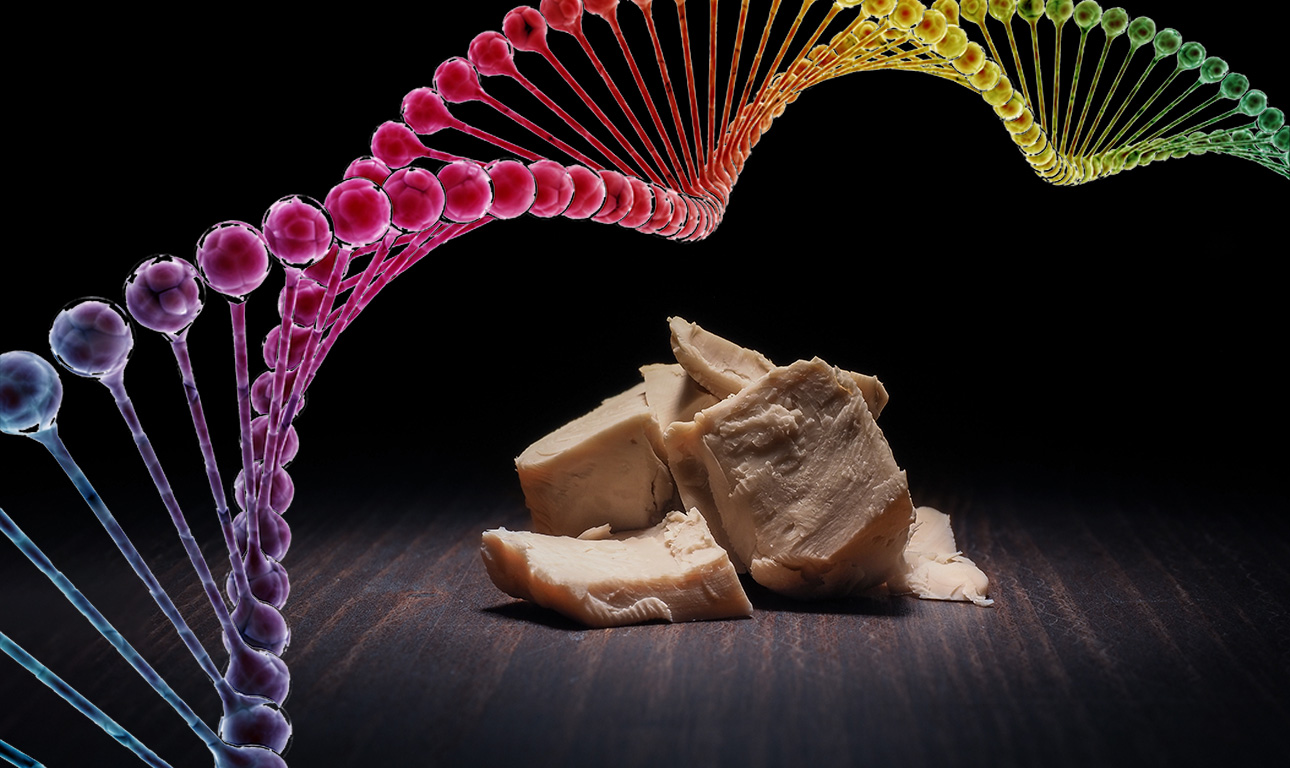 Πώς η… μαγιά θα ξαναγράψει την ιστορία της Γενετικής