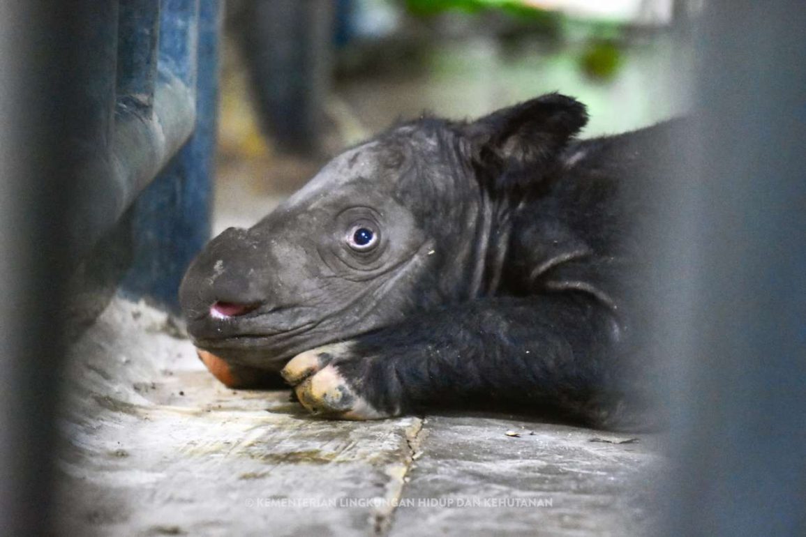 Σουμάτρα: Νεογέννητος ρινόκερος-είδος προς εξαφάνιση