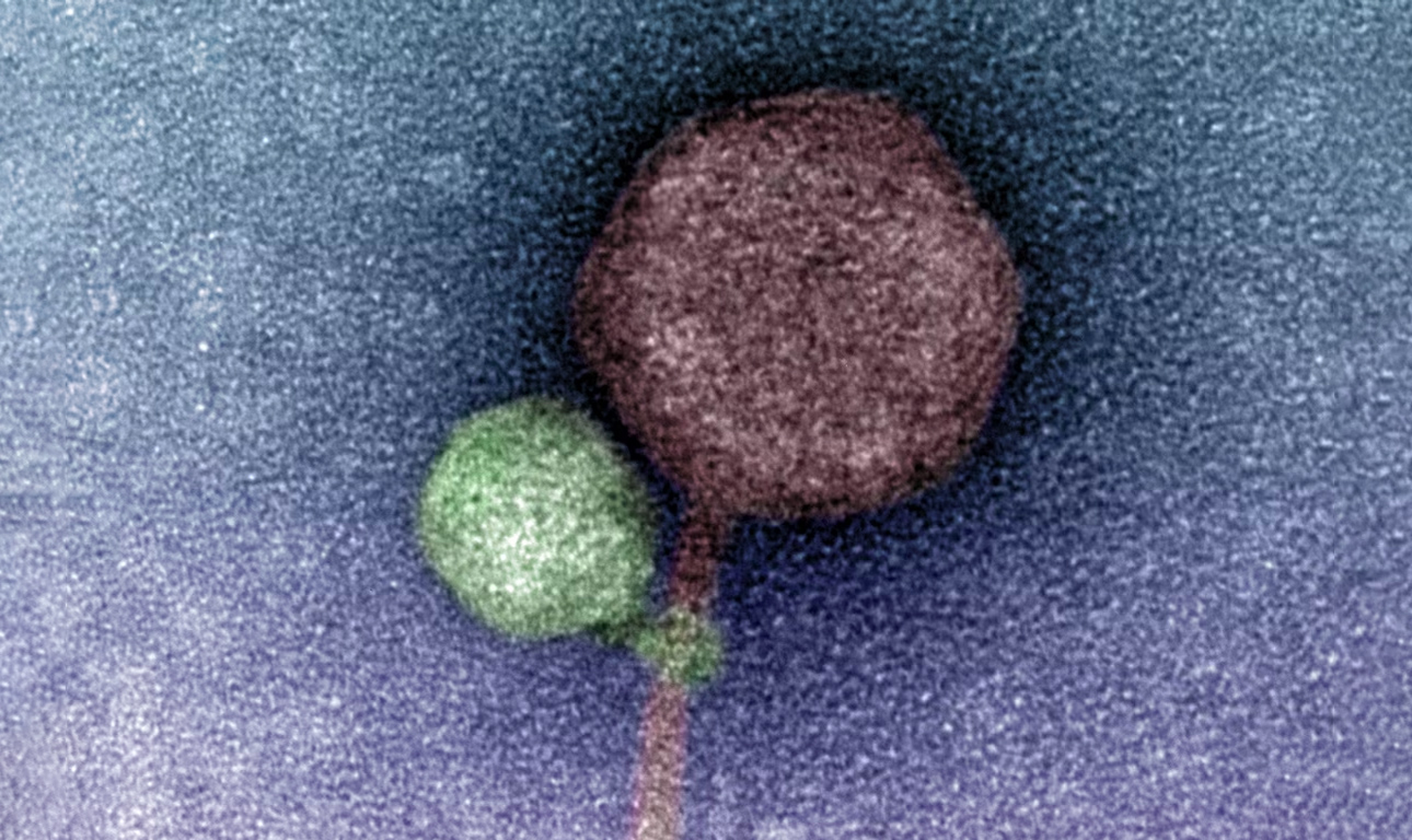 Βρέθηκε «ιός βαμπίρ» – πόσο επικίνδυνος είναι