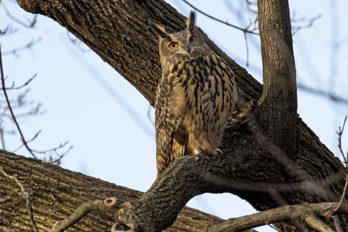 Κουκουβάγια-δραπέτης σαγηνεύει τους Νεοϋορκέζους