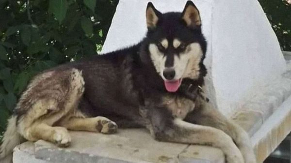 «Ολιβερ»: Πληροφορίες για ανατροπή στην υπόθεση του σκύλου της Αράχωβας