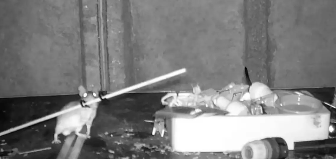 Ουαλία: Ποντίκι τακτοποιεί κάθε βράδυ τα πράγματα μιας αποθήκης