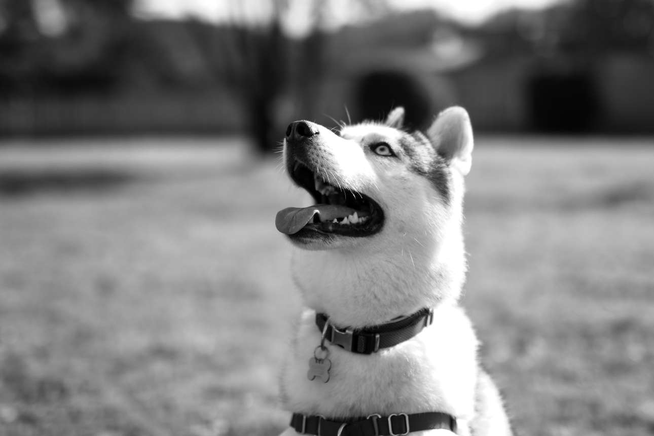 Αράχωβα: Κατεπείγουσα εισαγγελική έρευνα για την υπόθεση του Ολιβερ