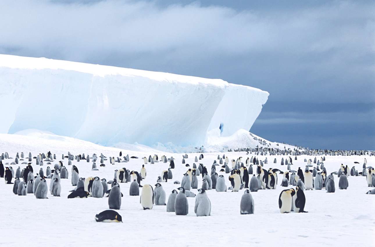 Ανταρκτική: Εντοπίστηκαν τέσσερις νέες ομάδες αυτοκρατορικών πιγκουίνων
