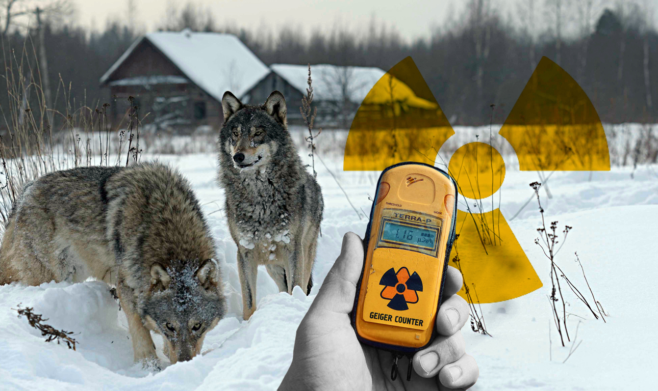 Οι λύκοι του Τσερνόμπιλ είναι άτρωτοι στον καρκίνο