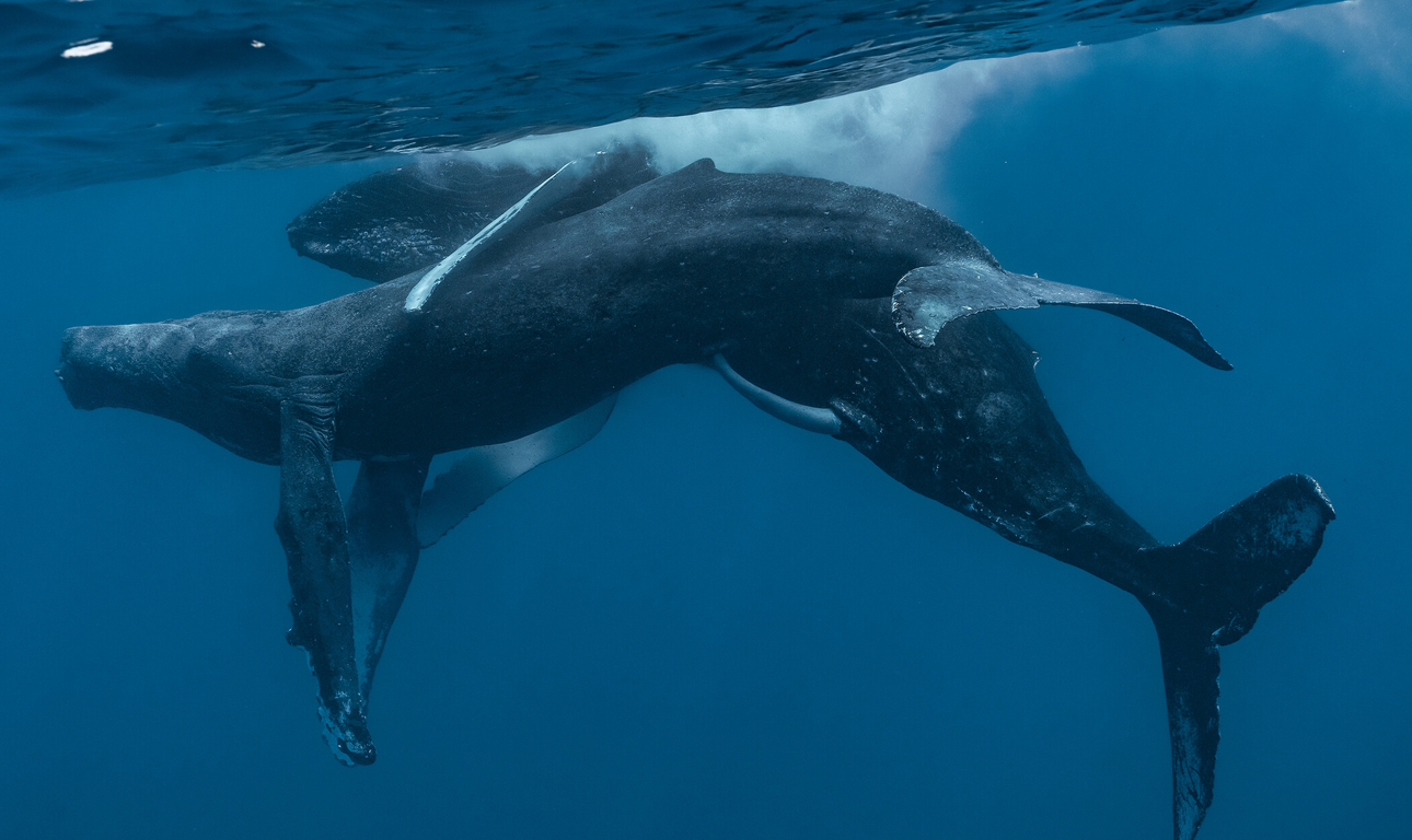 Ντοκουμέντο: Δύο φάλαινες κάνουν σεξ – και είναι αρσενικές