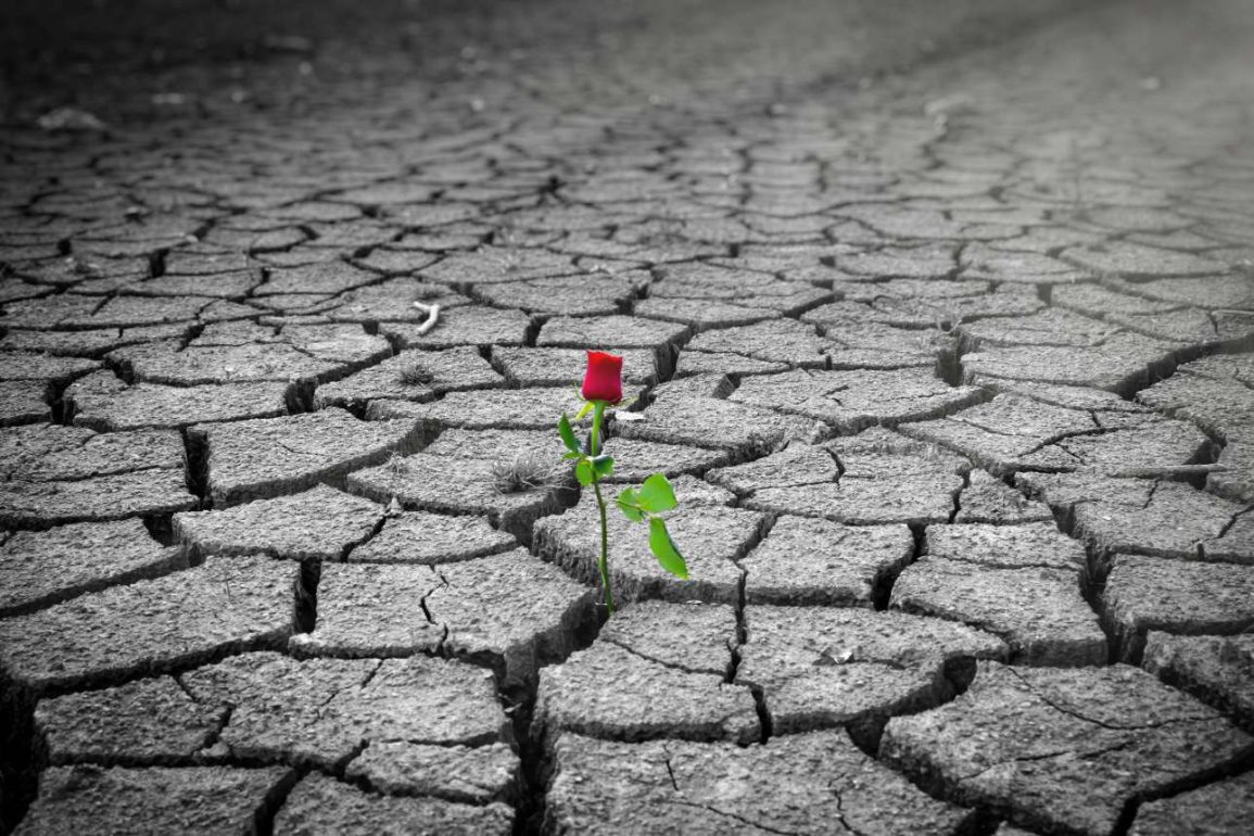 Πώς τα τριαντάφυλλα των ερωτευμένων μολύνουν τον πλανήτη