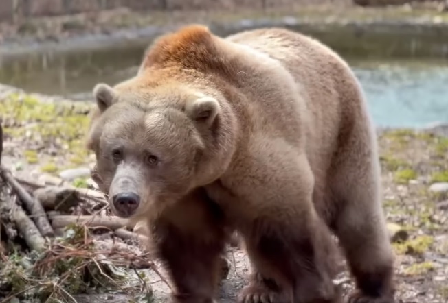 Συντομότερη λόγω ζέστης η χειμερία νάρκη των αρκούδων