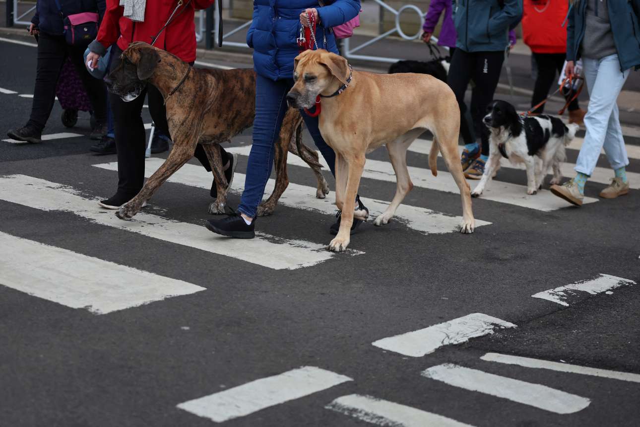 Οι σκύλοι καταλαβαίνουν έννοιες ουσιαστικών