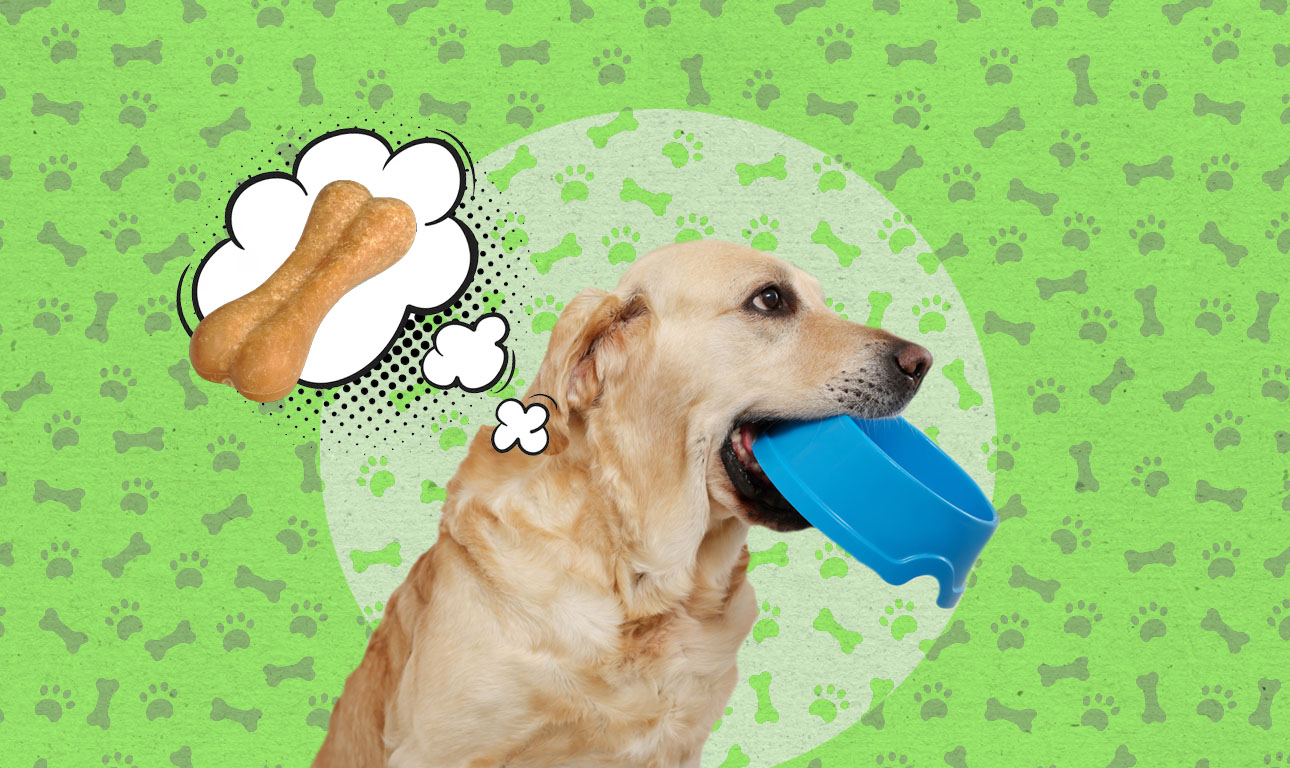 Ενα γονίδιο κάνει κάποια Λαμπραντόρ να πεινούν μονίμως