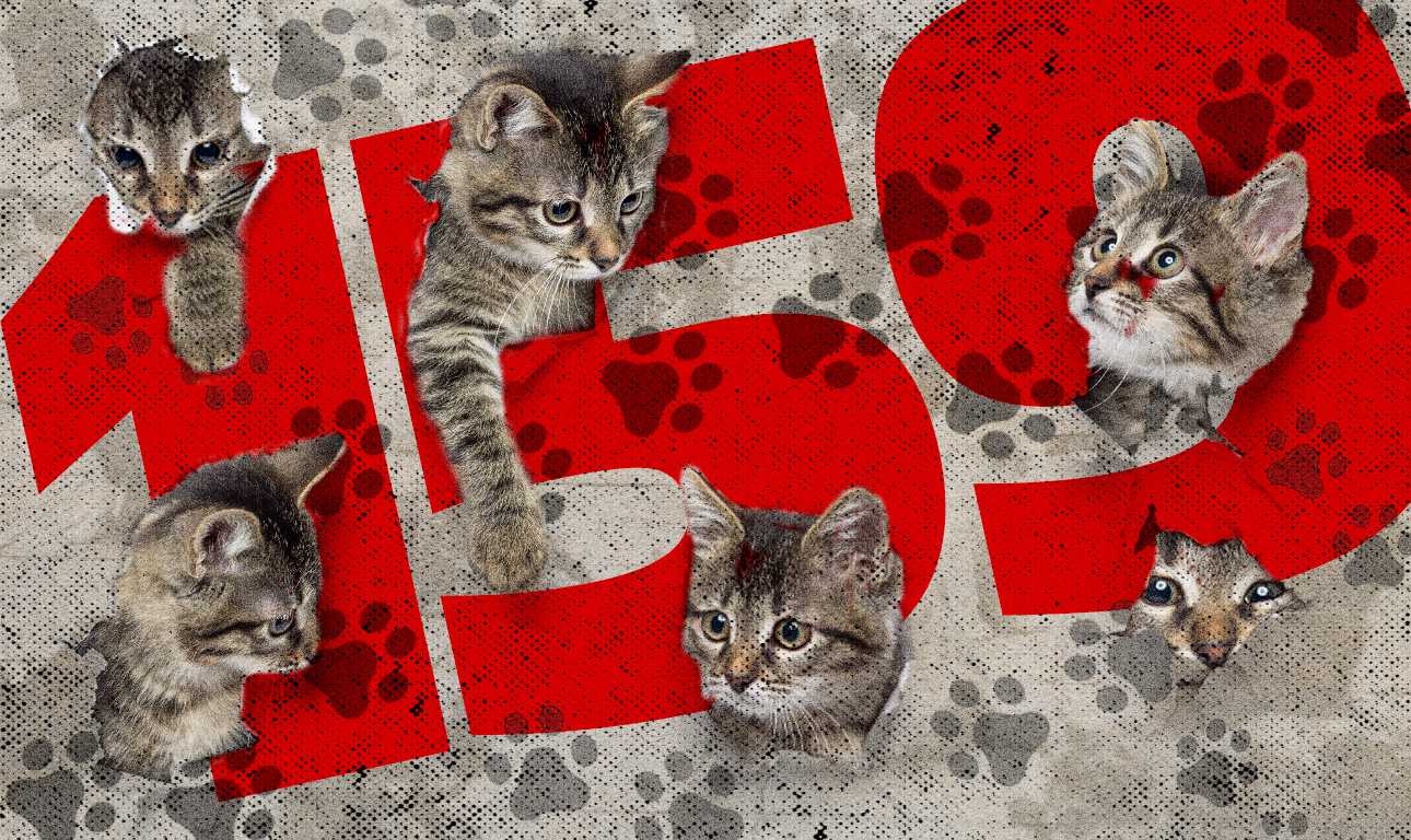 Το «σύνδρομο του Νώε»: Ζευγάρι με 159 γάτες καταδικάζεται στη Γαλλία