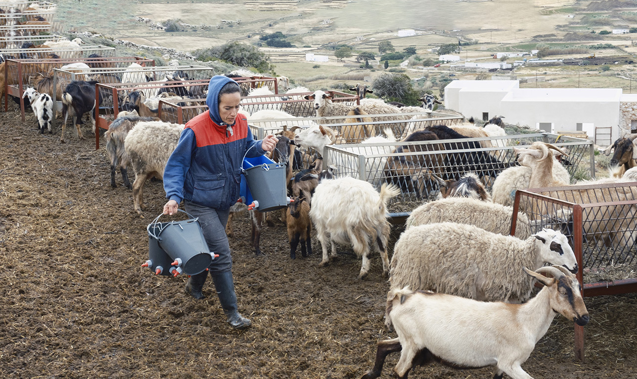 Η τυροκόμος της Πάρου: μια πολύ ελληνική ιστορία