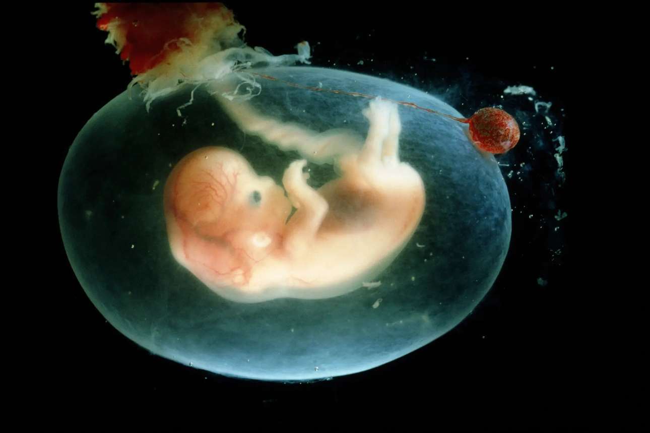 Η ποσότητα ενέργειας που απαιτεί η κύηση είναι σοκαριστικά υψηλή