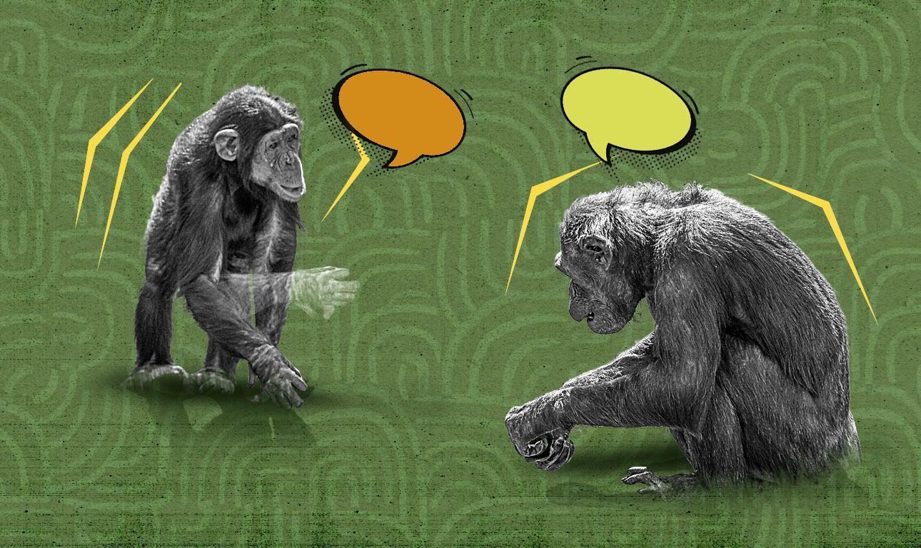 Οσα λένε οι χιμπατζήδες μεταξύ τους