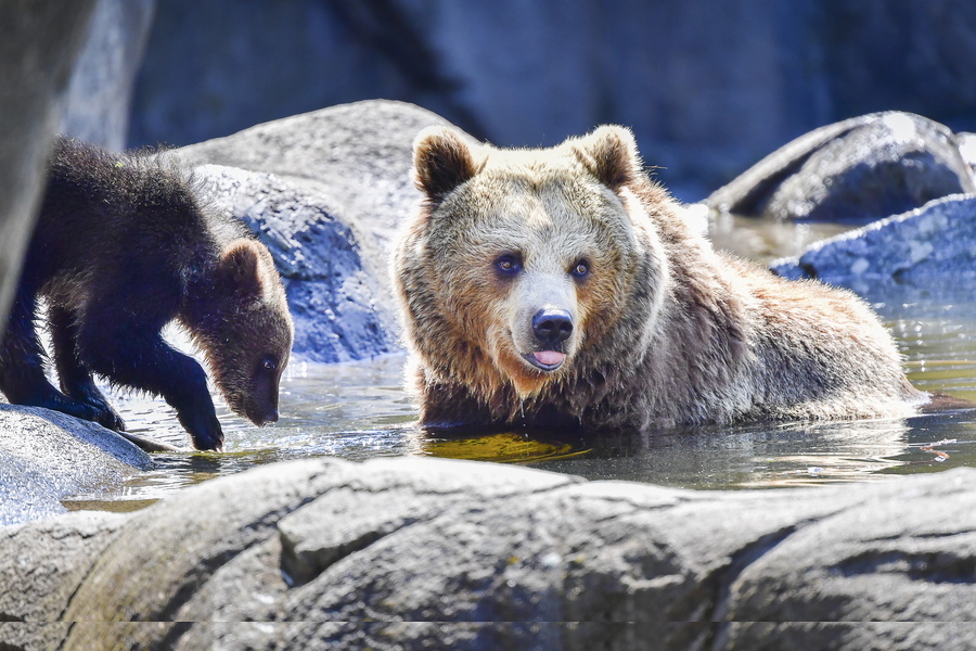 Σουηδία: Πράσινο φως στους κυνηγούς να σκοτώσουν 500 αρκούδες