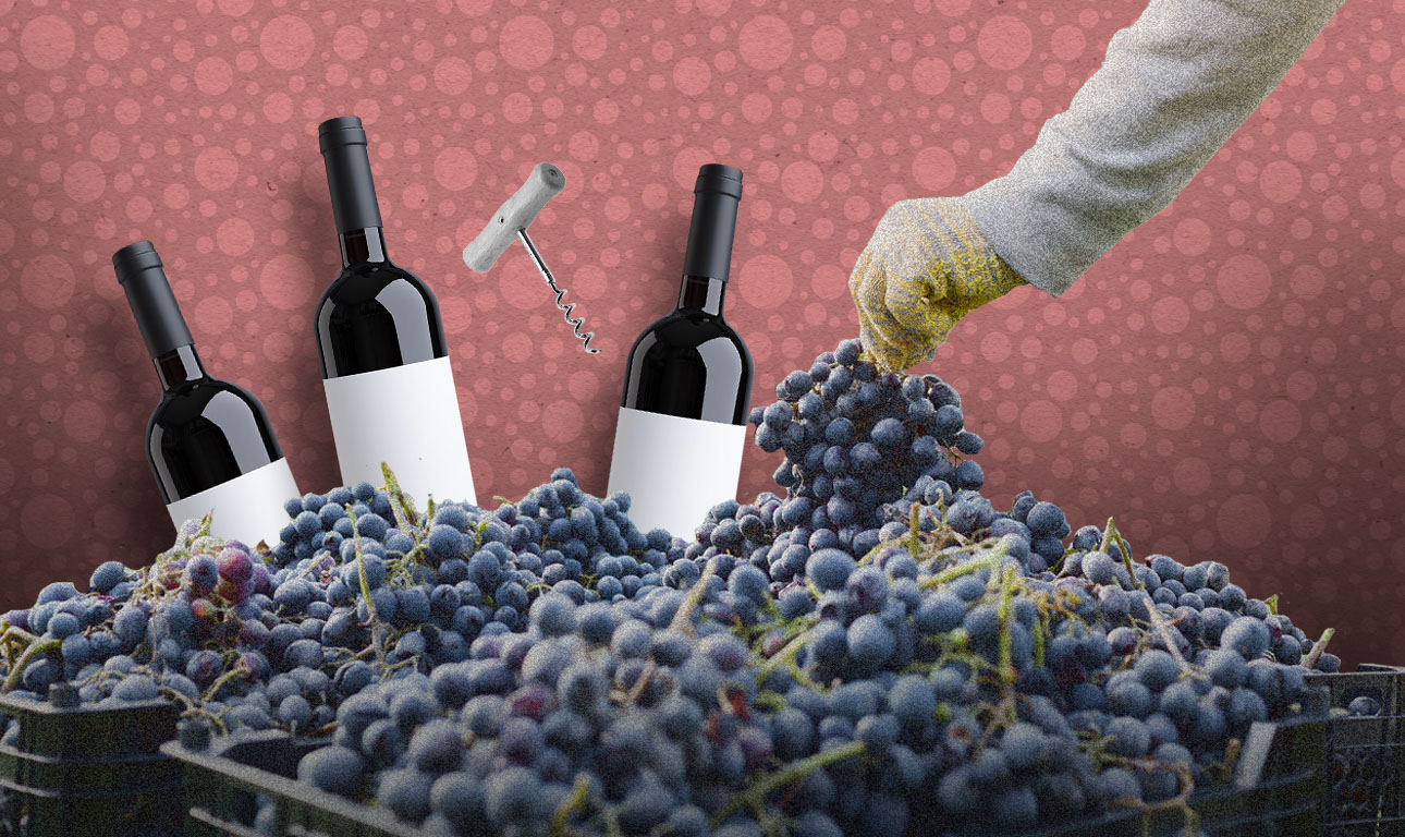 Γαλλία: Ο κακός τρύγος περιορίζει την παραγωγή κρασιού