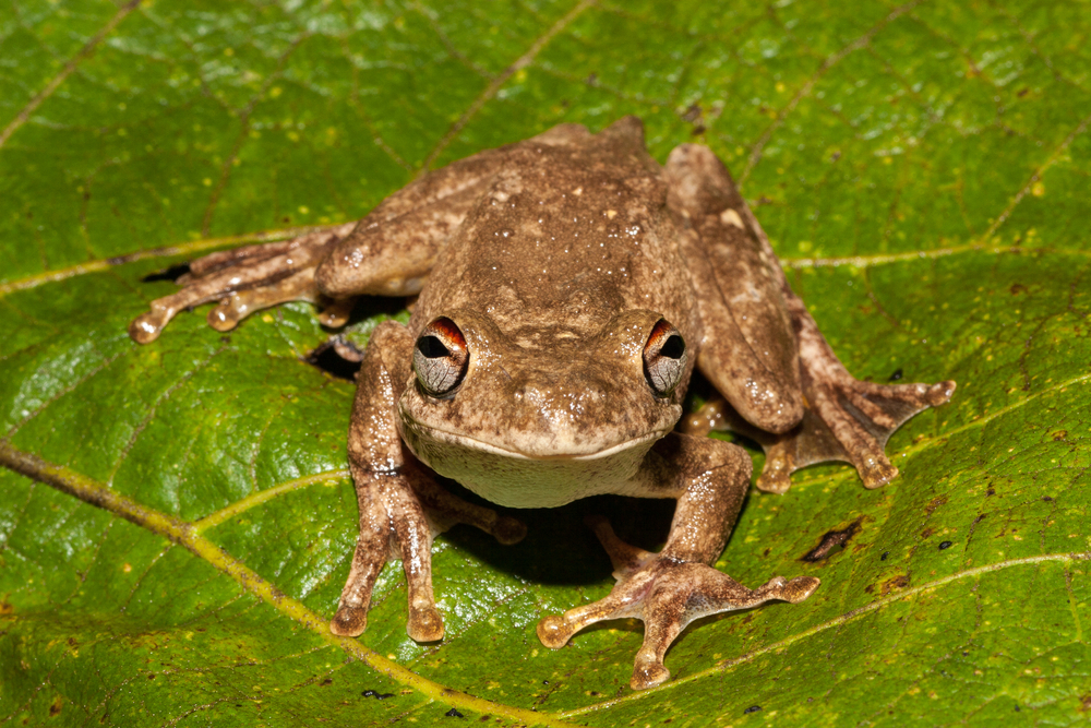 Ο «γελαστός βάτραχος», ο «Τομ Χάρντι» και άλλες διασημότητες της φύσης