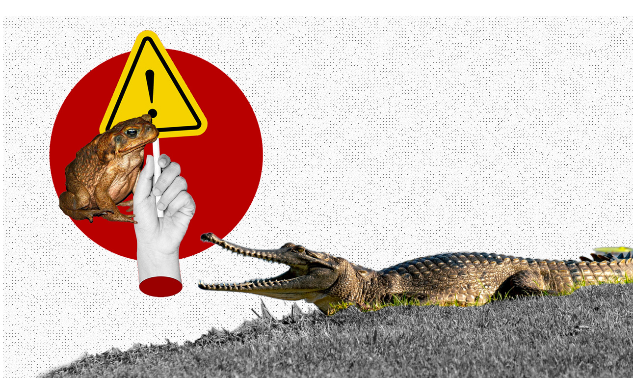 Αυστραλία: Κροκόδειλοι… στα θρανία για να σωθούν από βάτραχο