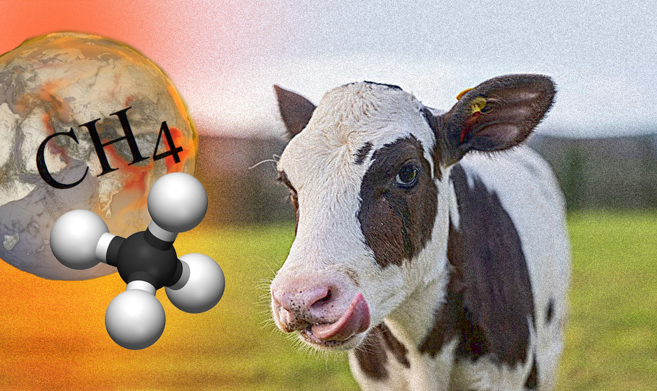 Αγελάδες… χαμηλών εκπομπών μεθανίου