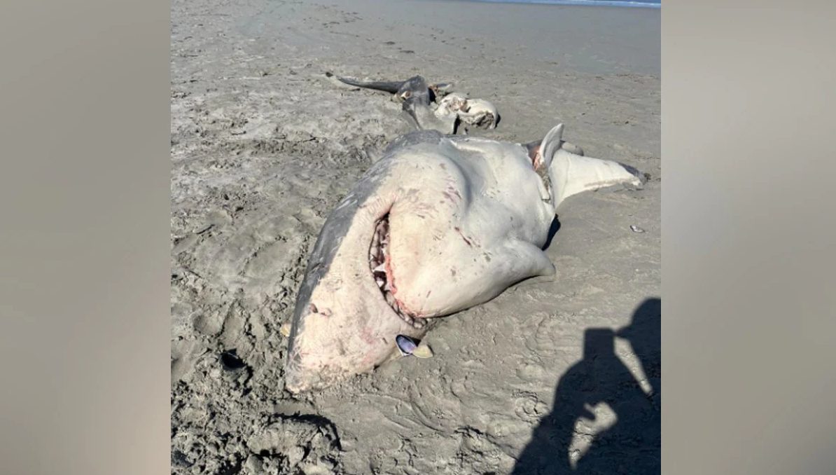 Αυστραλία: Ορκες κυνηγούν καρχαρίες για να φάνε το συκώτι τους