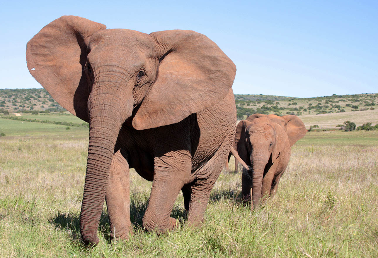 Οταν η φύση προσαρμόζεται στον… άνθρωπο
