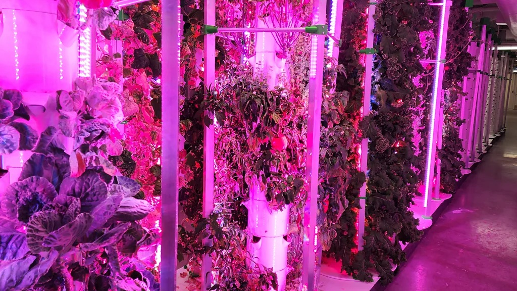 Νέα διεθνής τάση: Κήποι λαχανικών μέσα σε άδεια γραφεία