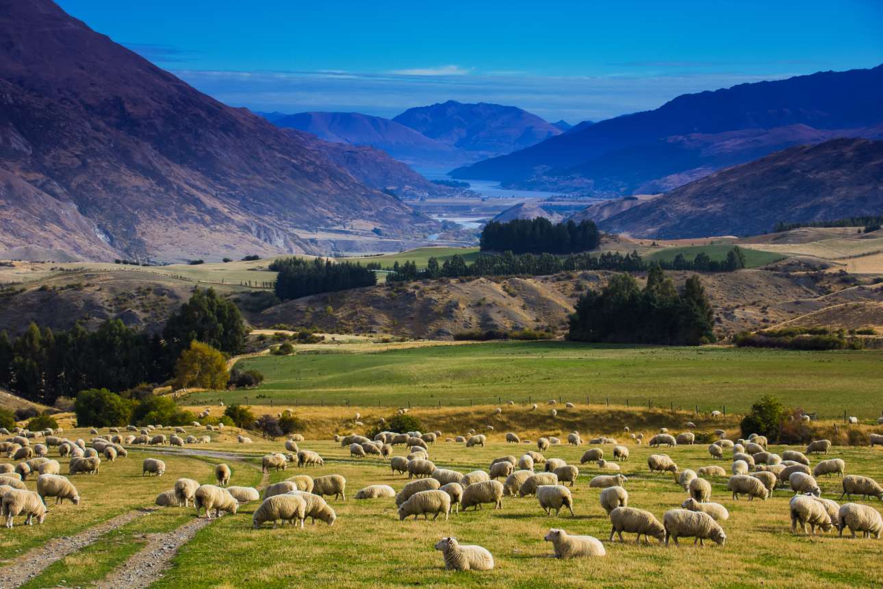 Νέα Ζηλανδία: Δραματική συρρίκνωση των κατά κεφαλή… αρνιών στη χώρα