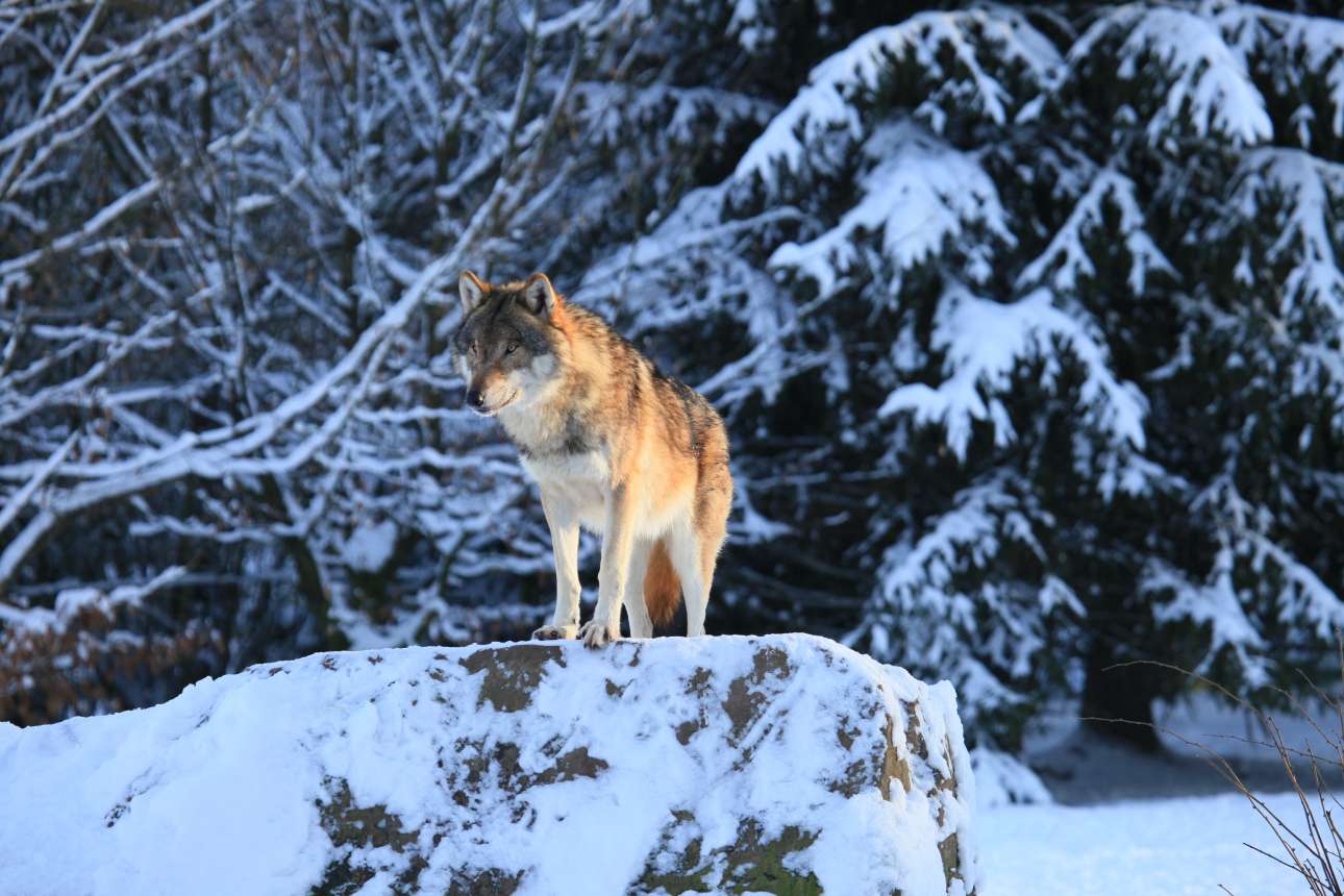 Η Σουηδία επαναφέρει το κυνήγι λύκων, με στόχο να αφανίσει τους μισούς