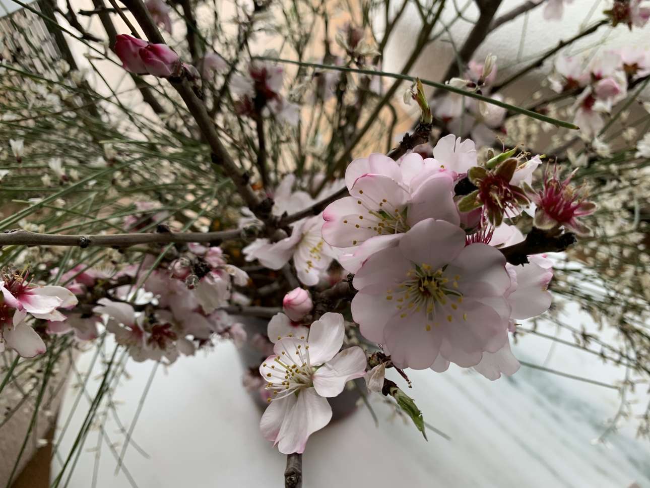 Αμυγδαλιά 2025