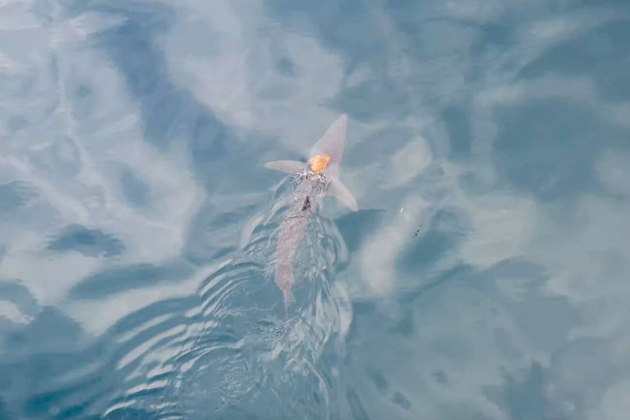 Χταπόδι κάνει βόλτα με όχημα έναν… καρχαρία!