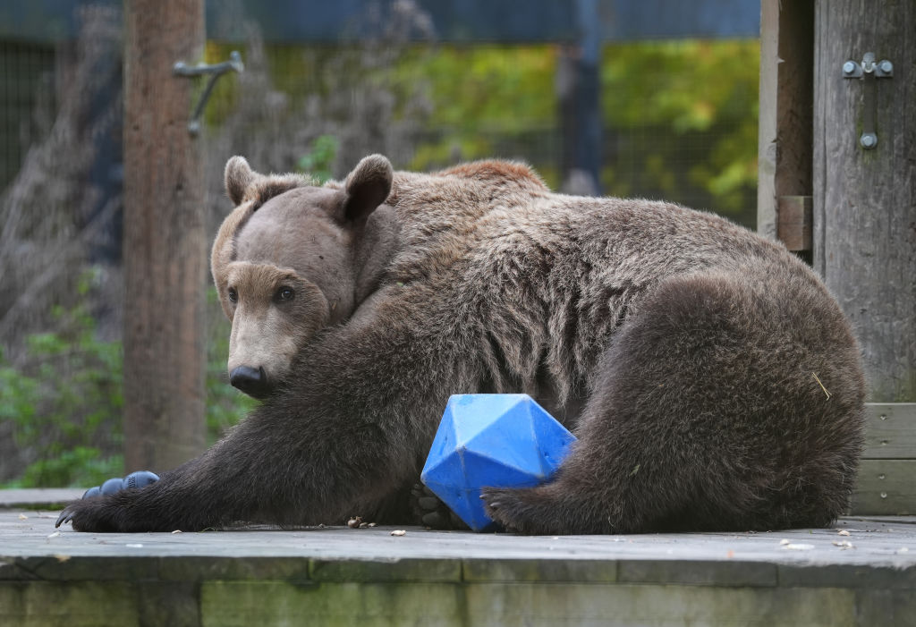 Αρκούδος με επιληπτικές κρίσεις ξυπνά «ευτυχισμένος» έπειτα από εγχείρηση