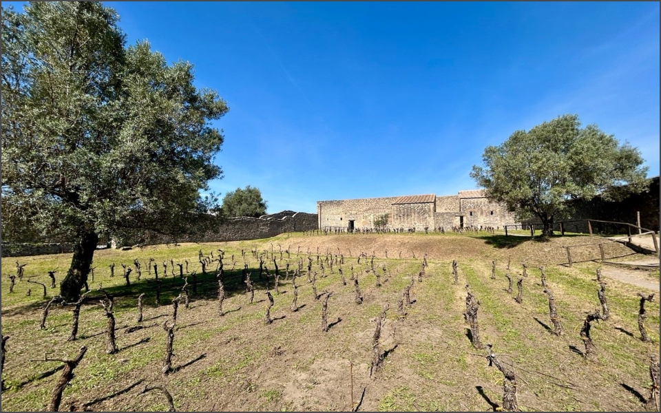 Η αρχαία οινοποιία αναδύεται μέσα από τις στάχτες της Πομπηίας