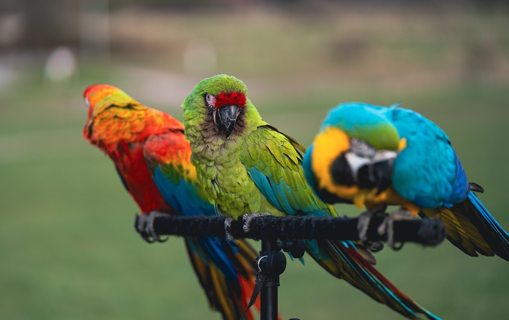 Γιατί οι παπαγάλοι μιμούνται την ανθρώπινη ομιλία