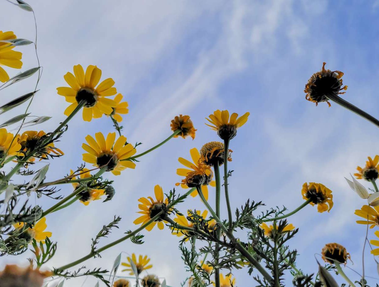 Πτώση της θερμοκρασίας την ερχόμενη εβδομάδα
