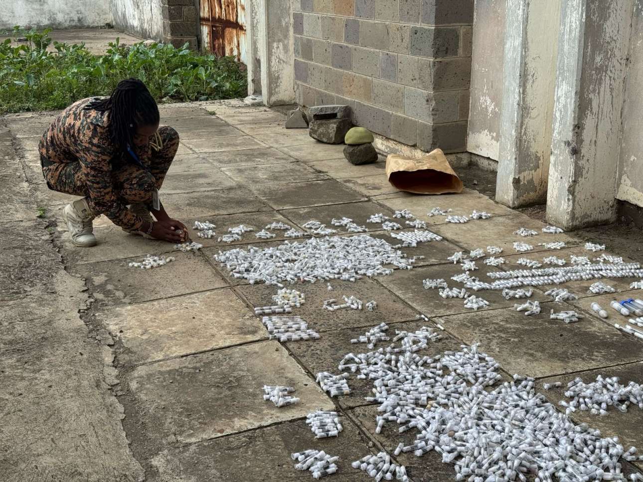 Κένυα: Συλλήψεις για λαθρεμπόριο… μυρμηγκιών!