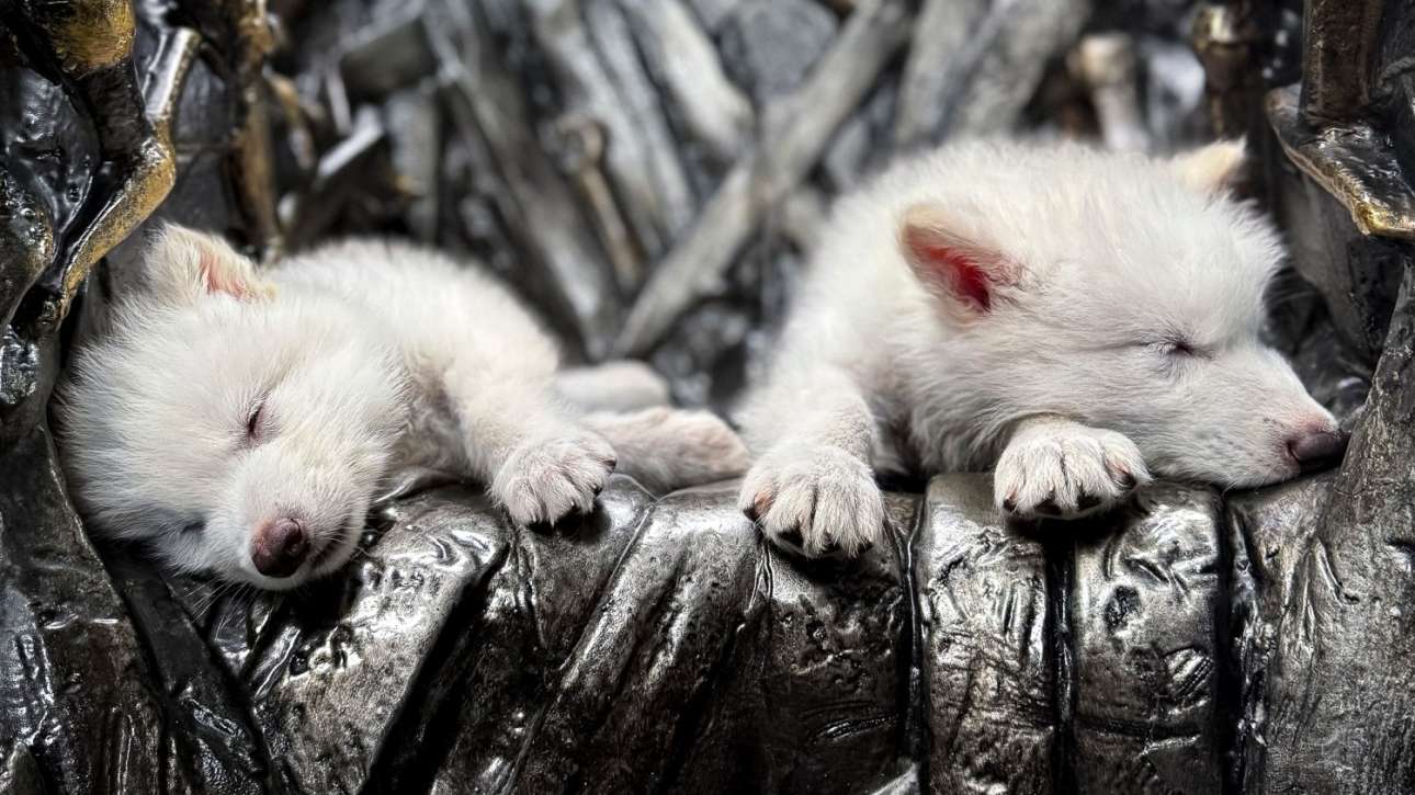 Επέστρεψε πράγματι ο ανταρόλυκος μετά από 10.000 χρόνια;