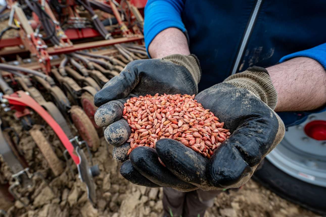 «Διαστημικό» κριθάρι θα καλλιεργήσει η Κίνα