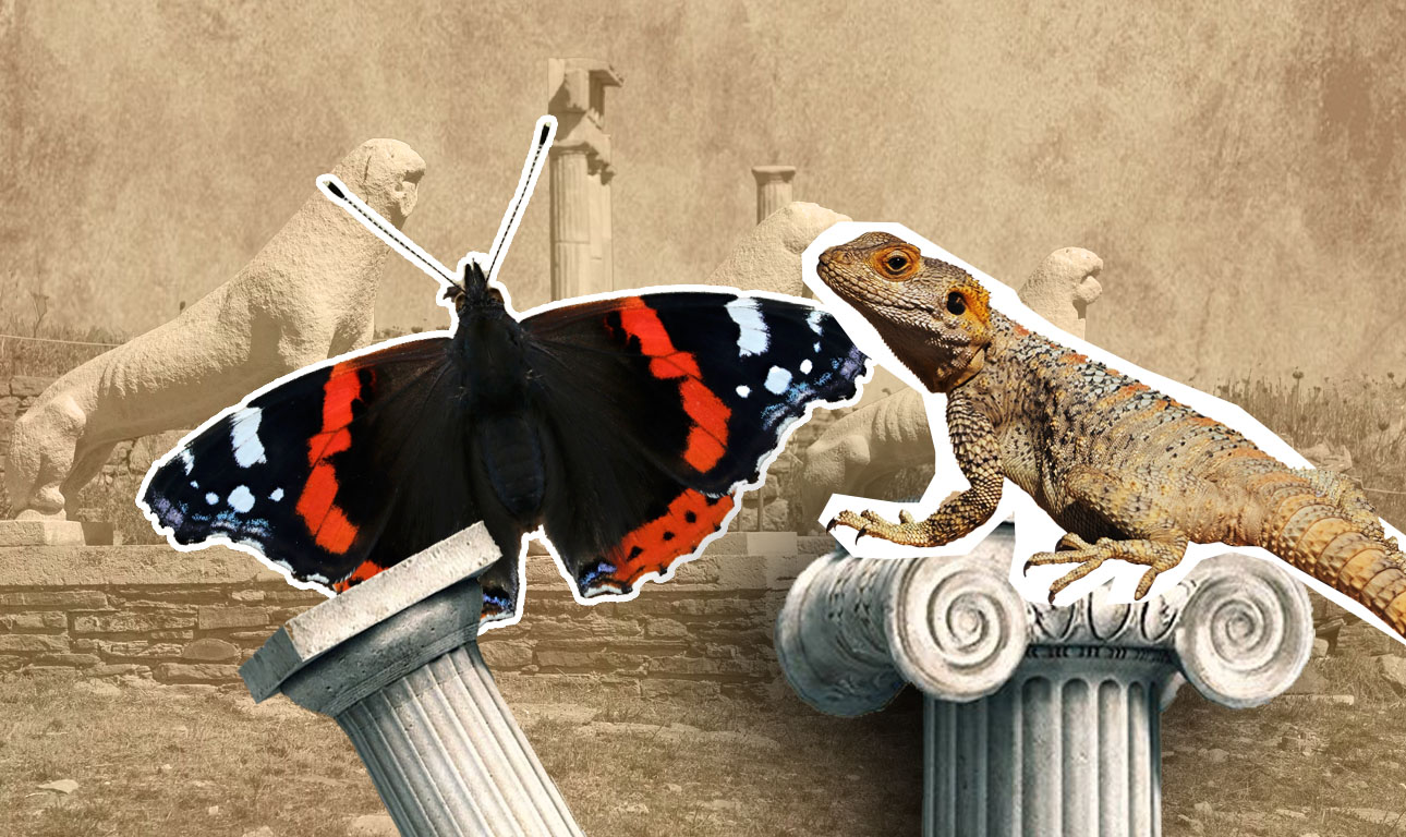 Το κροκοδειλάκι της Δήλου και ο κόκκινος ναύαρχος της Κέρκυρας