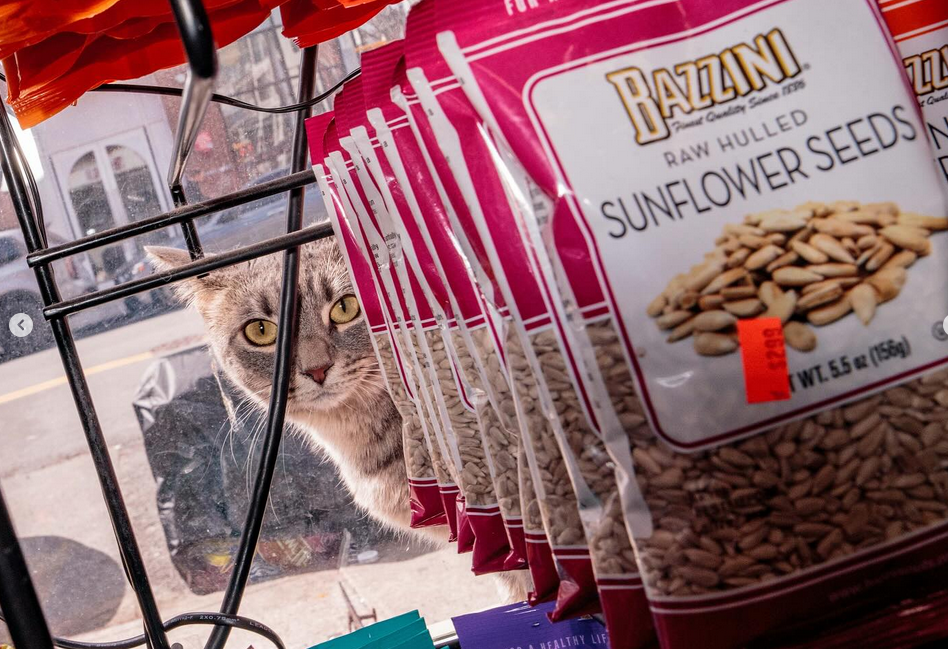 Οι υπέροχες γάτες-φύλακες των παντοπωλείων της Νέας Υόρκης