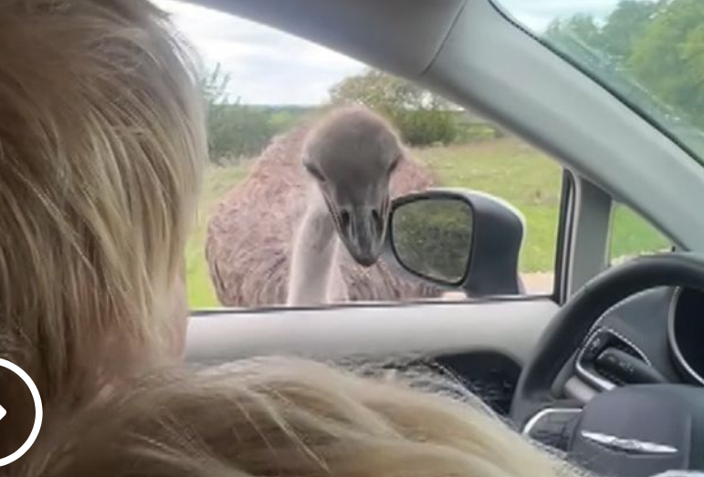 Τέξας: Στρουθοκάμηλος επιτέθηκε στον Μπόρις Τζόνσον