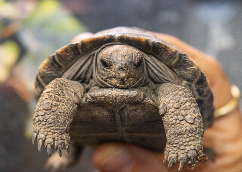 ΗΠΑ: Πρώτη φορά γονείς σε ηλικία… 100 ετών