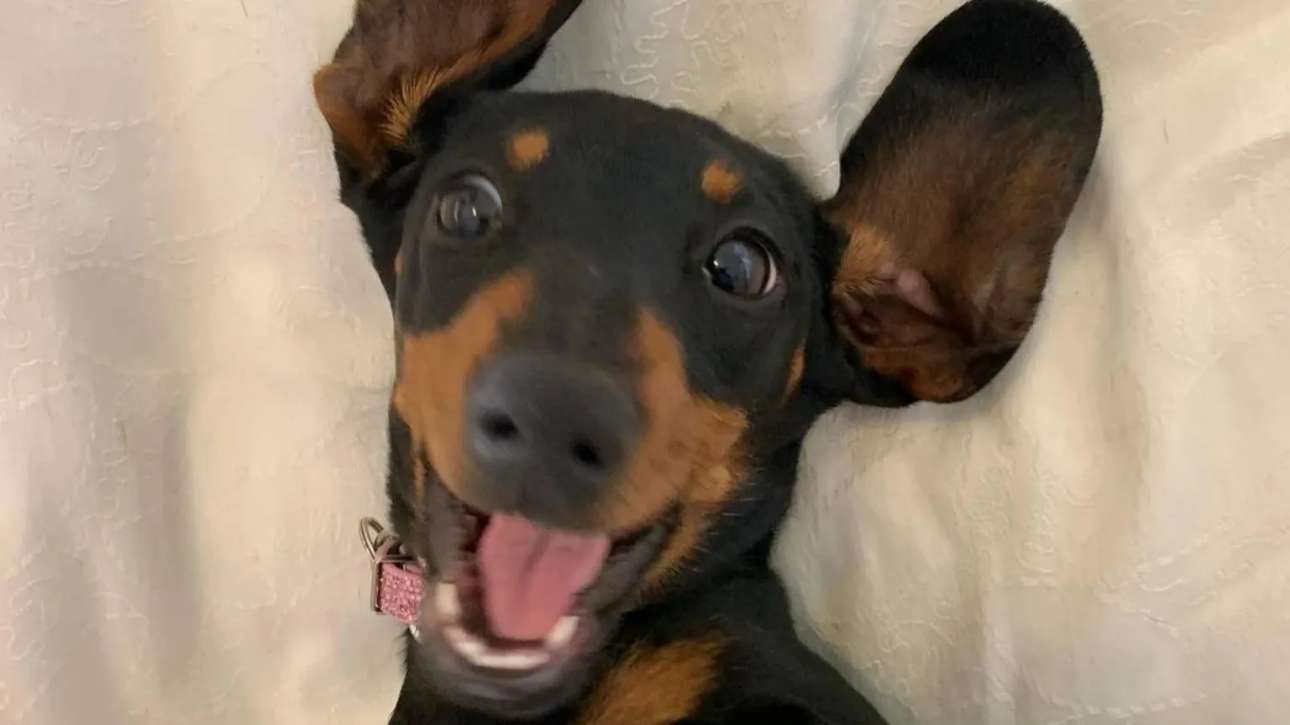 Βάλερι, η survivor σκυλίτσα-λουκάνικο βρέθηκε μετά από 529 ημέρες στην άγρια φύση