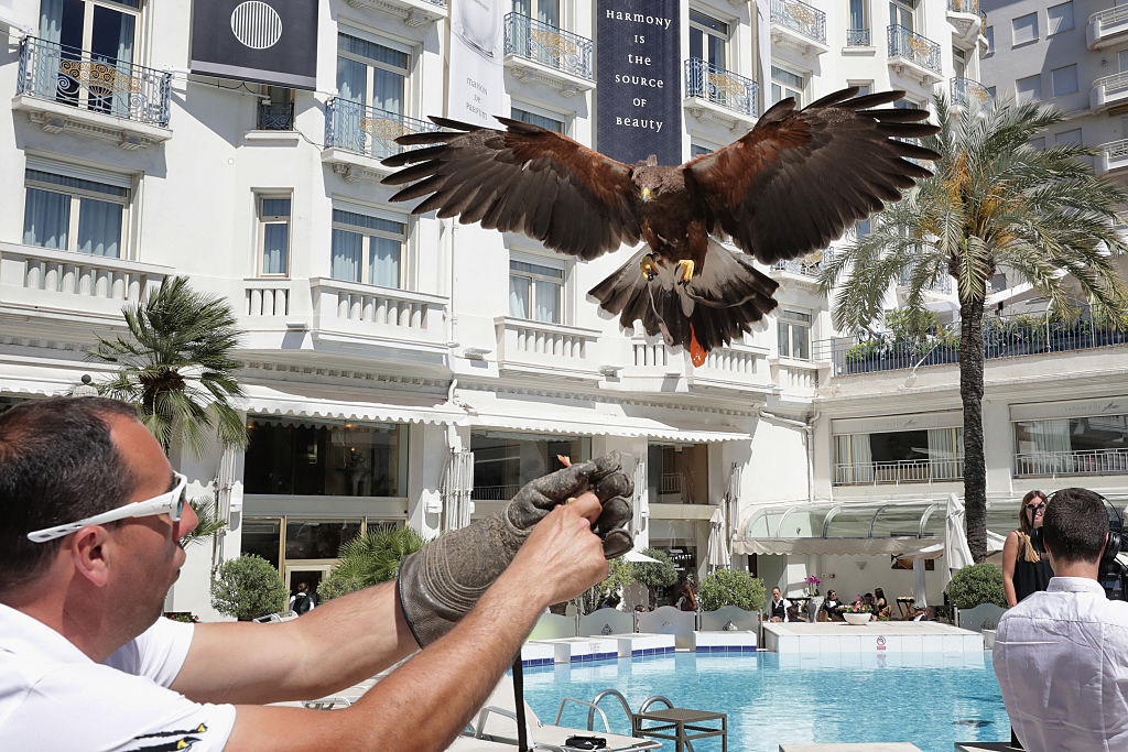 Κάννες: Γεράκια εναντίον γλάρων που ορμούν στα εδέσματα των σταρ