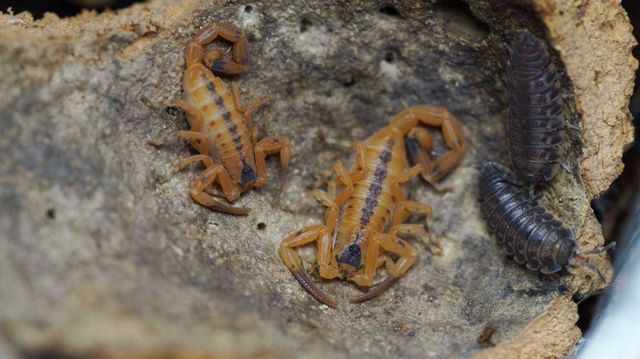 Γιατί οι πόλεις της Βραζιλίας γέμισαν σκορπιούς