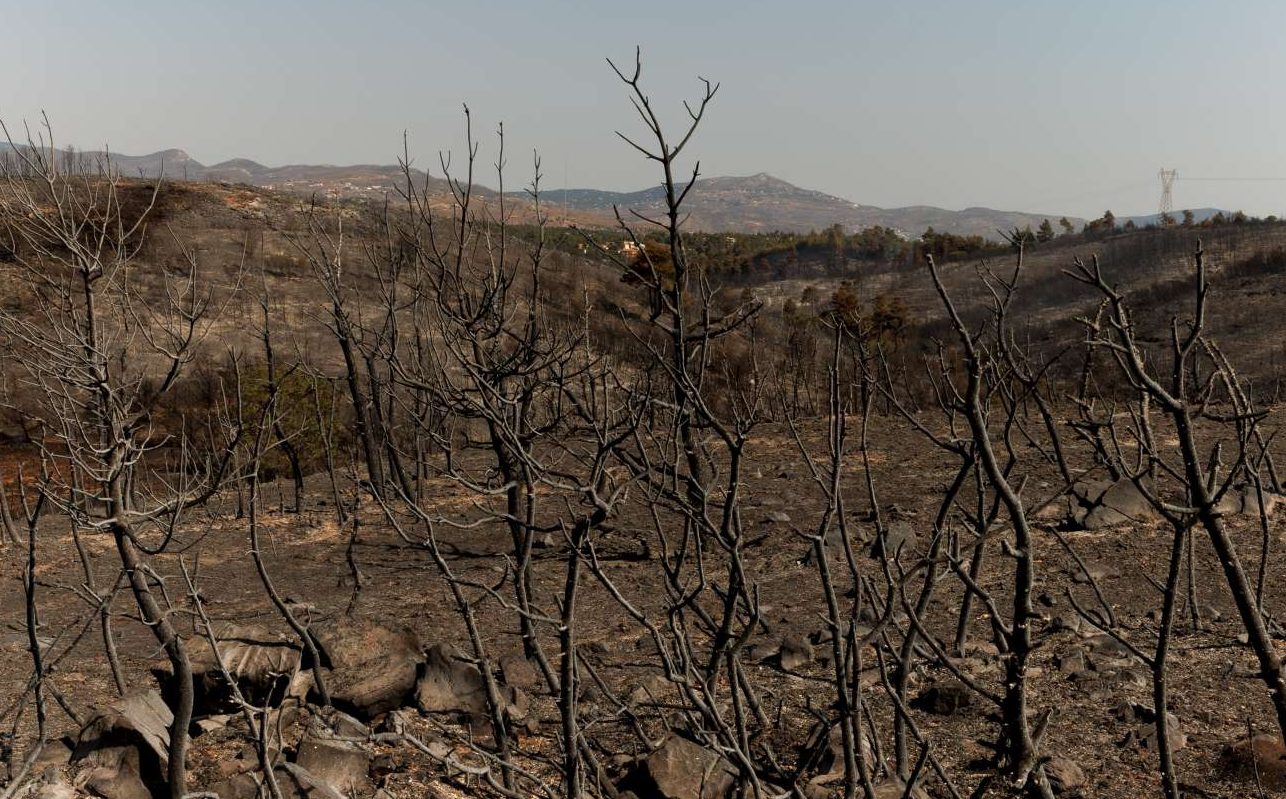 Δραματική προειδοποίηση Λέκκα: Εχει χαθεί το 70% του δασικού ιστού στην Αττική τα τελευταία 25 χρόνια