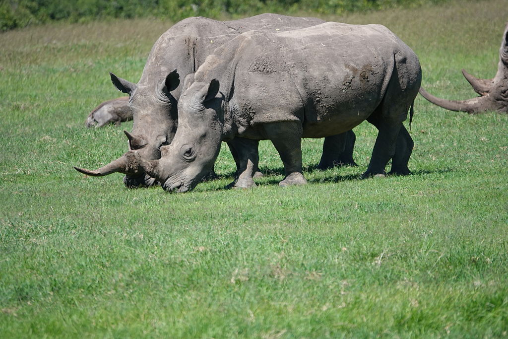 Οι οικολόγοι αφαιρούν τα κέρατα ρινόκερων για να τους σώσουν