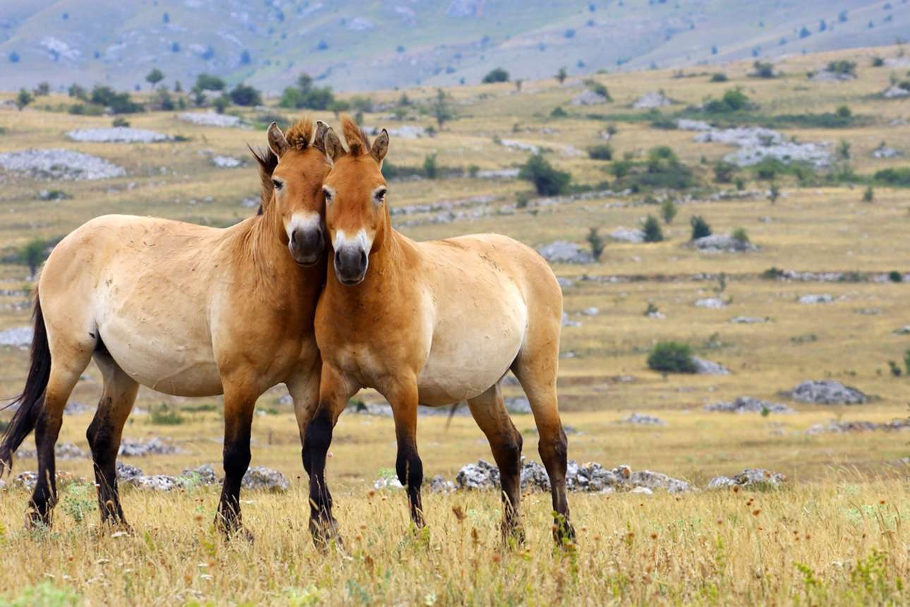 Οικολόγοι διασώζουν το τελευταίο πραγματικά άγριο άλογο στον κόσμο