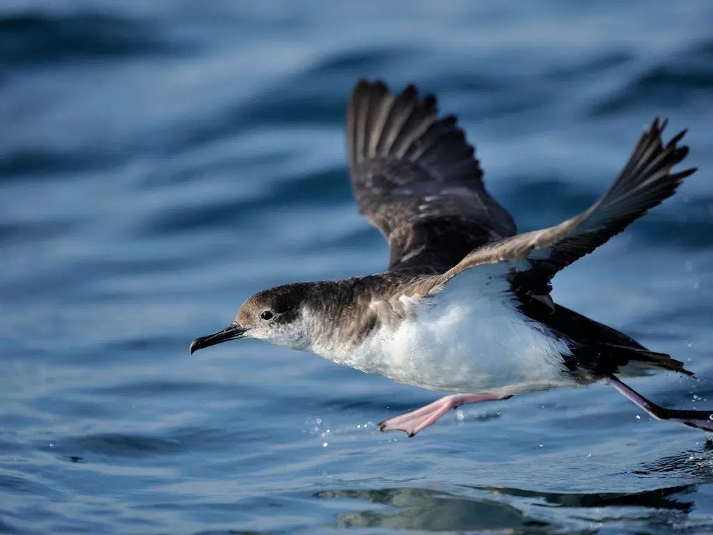 Τα μεγάλα θαλασσοπούλια που… αφοδεύουν πετώντας