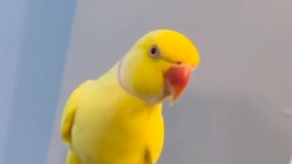 Βρετανία: Παπαγάλος «καρφώνει» σπείρα ναρκωτικών!